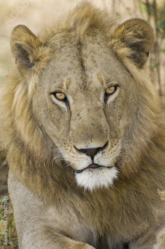 Male Lion portrait