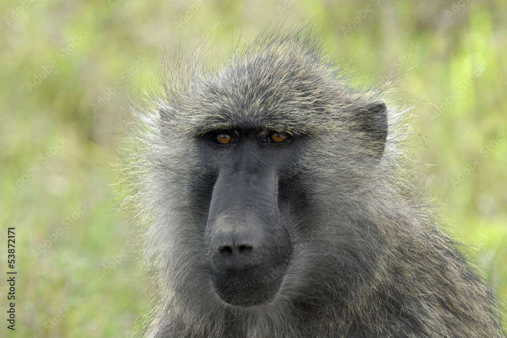 Olive Baboon portrait