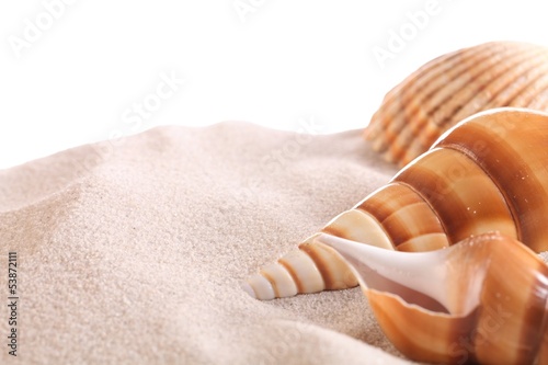 Close-up of seahells on sand with white background. photo