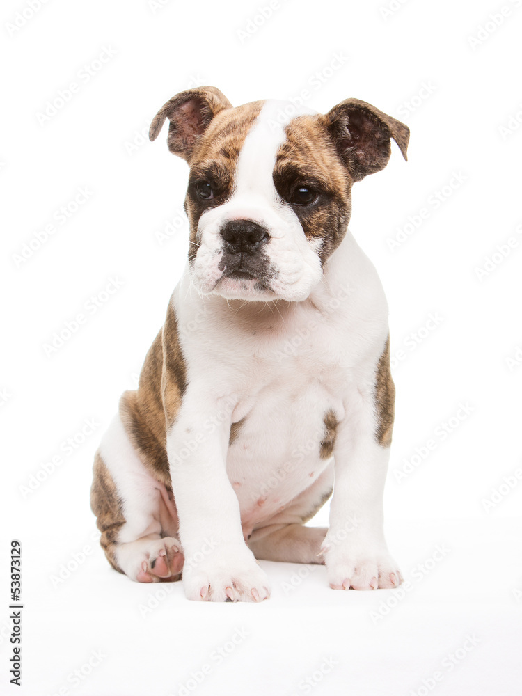 englische Bulldogge sitzend