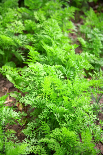 Bed of young carrots growing