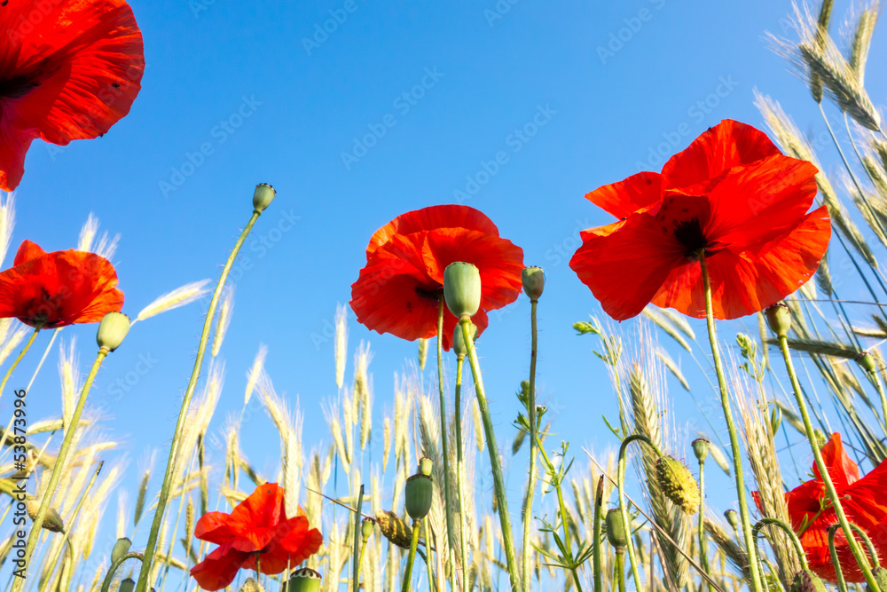 Obraz premium Blooming poppy