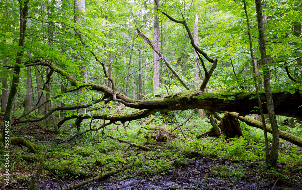 Old oak tree broken lying in spring forest Old oak tree broken lying in spring forest