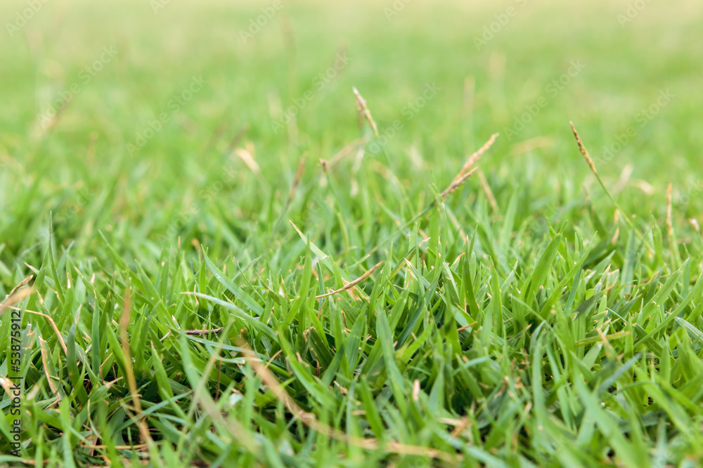 Green grass field close up Green grass field close up