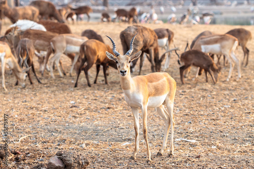 Brown male impala