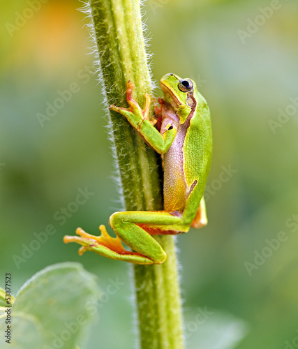 Portrait of a tree frog