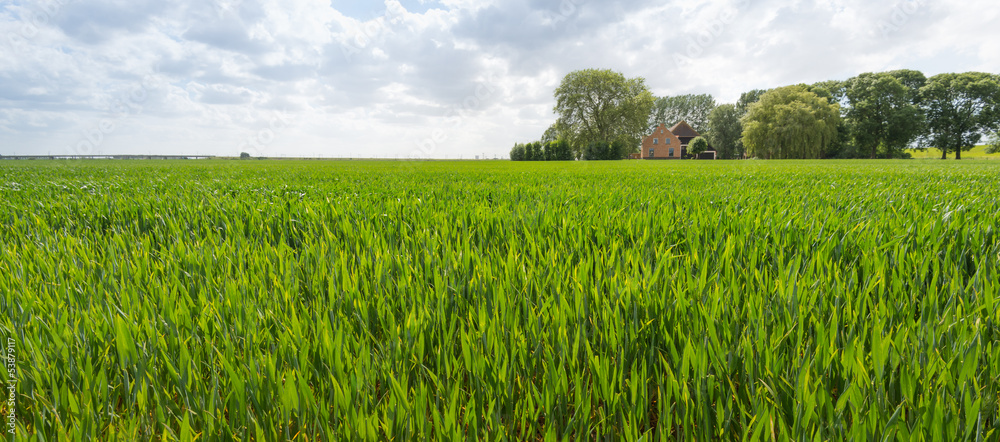Fototapeta premium Ripening wheat in a rural landscape