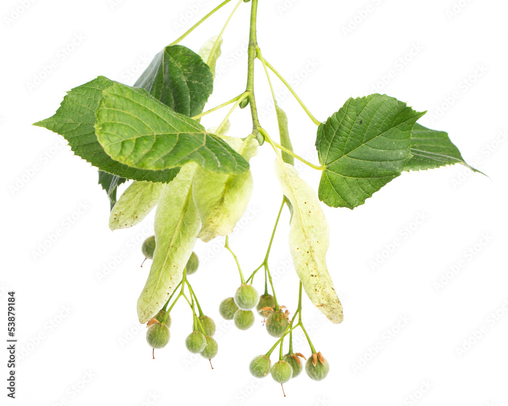 Ein Lindenzweig (Tilia grandifolia) StockFoto Adobe Stock