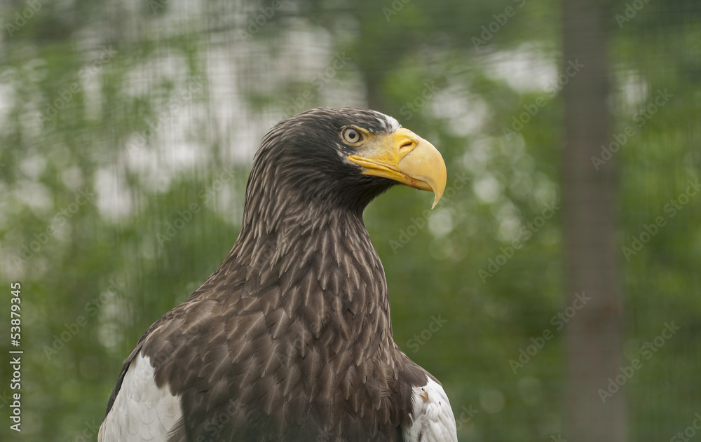 Fototapeta premium Stellers sea eagle