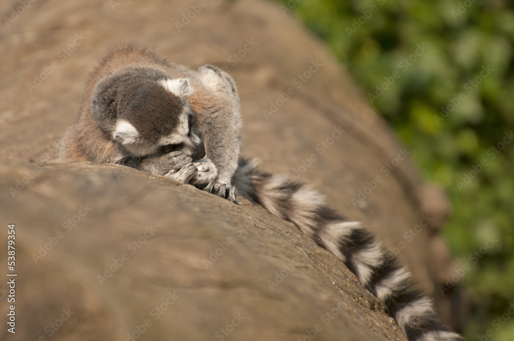 Fototapeta premium Ring-tailed lemur