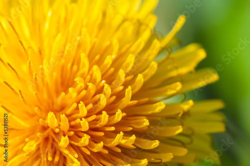 common dandelion