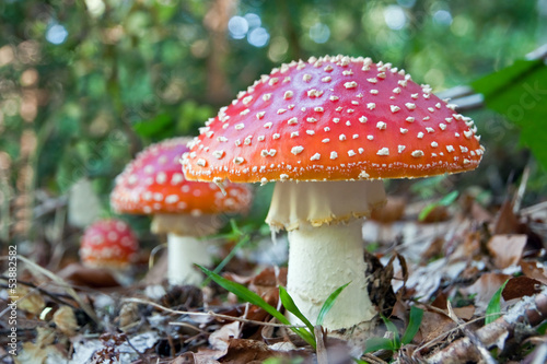 three mushroom