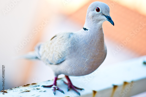 Eurasian Collared Dove - closeup