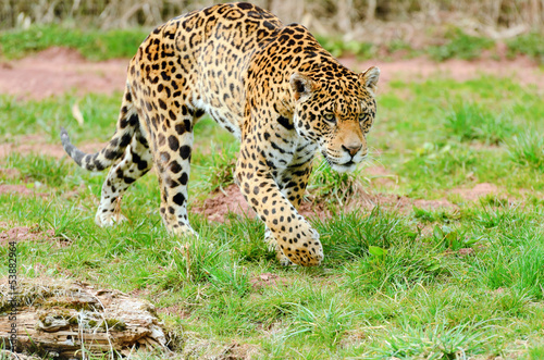 Jaguar Stalking Prey