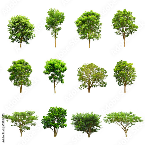 Set of trees on white background