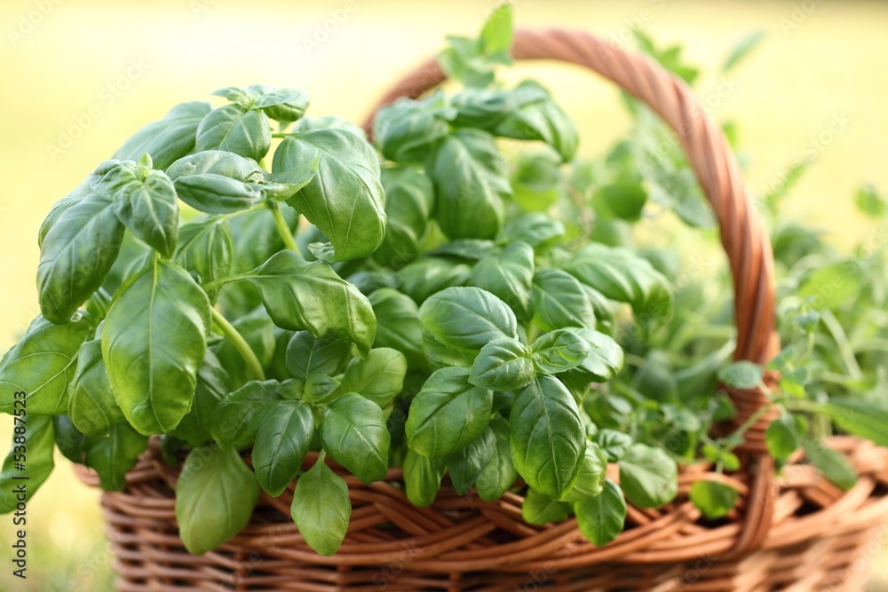 Basket with basil and oregano in the garden Basket with basil and oregano in the garden