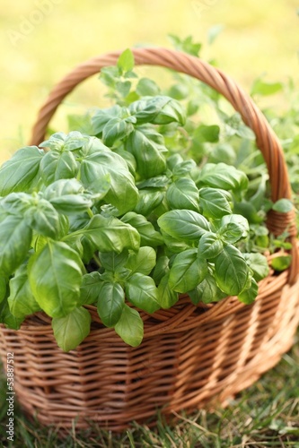 Basket with basil and oregano in the garden.