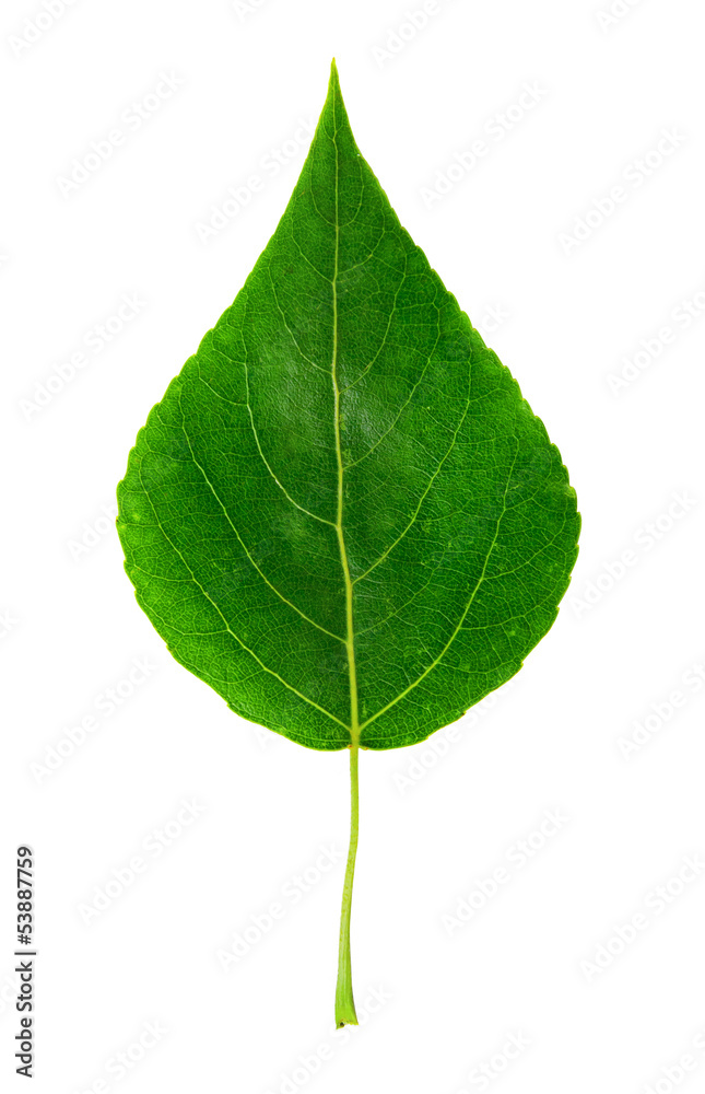 Obraz premium green leaf