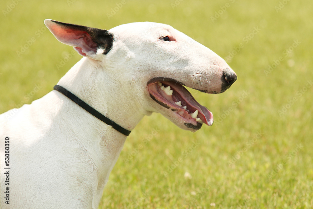 Pit Bull Terrier portrait