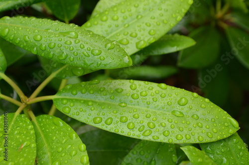 Regenschauer photo