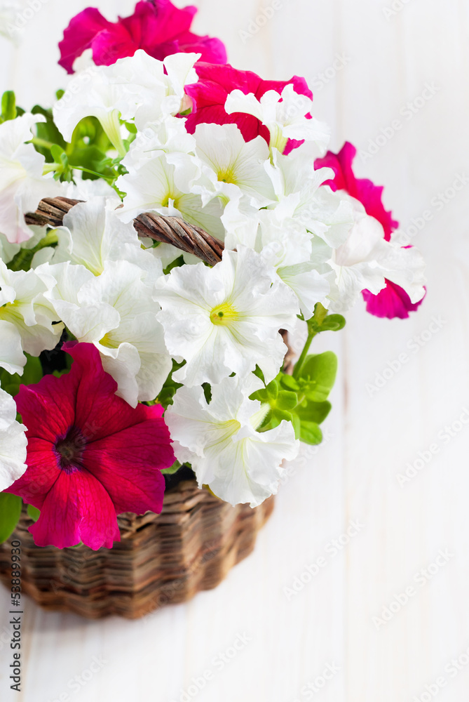 White and Pink Petunia flowers in a wattled basket on wooden bac