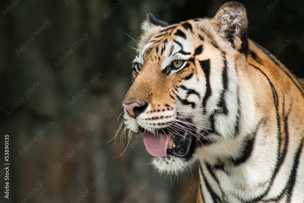 Obraz premium Portrait of a bengal tiger.