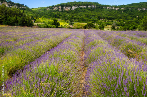 lavender row in Provence  France