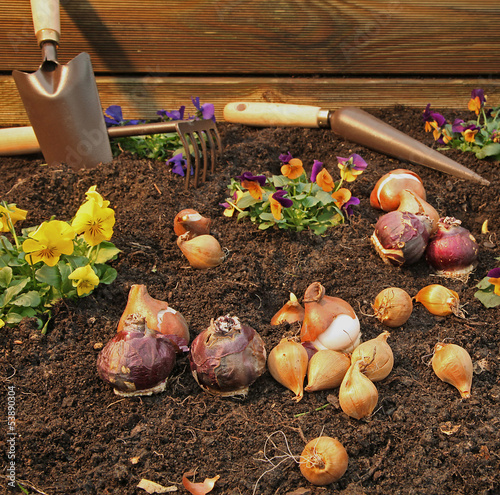plantation de bulbes photo