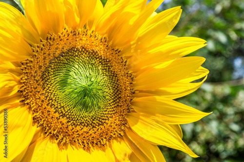 Fototapeta Naklejka Na Ścianę i Meble -  Fiore di girasole