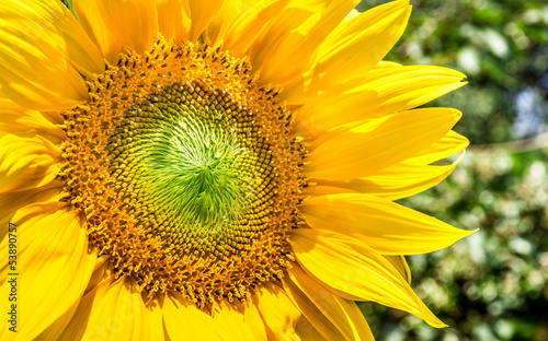Fototapeta Naklejka Na Ścianę i Meble -  Fiore di girasole