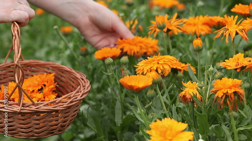 Hand picking pot marigold flowers
