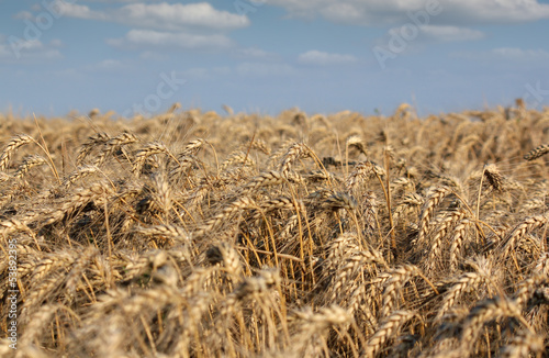 golden wheat field and blue sky summer scene