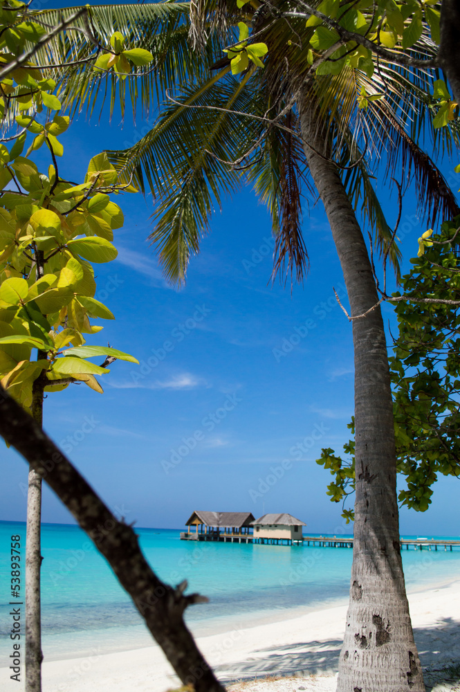 Naklejka premium Palm tree on tropical beach