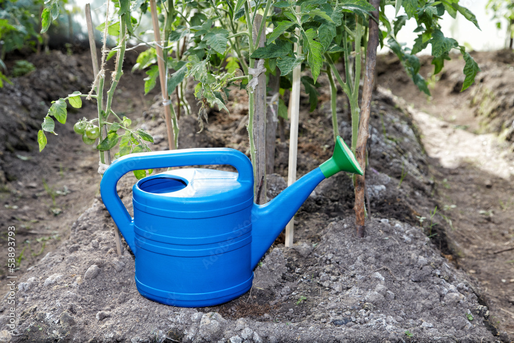 Watering can in a hothouse with tomatoes Watering can in a hothouse with tomatoes