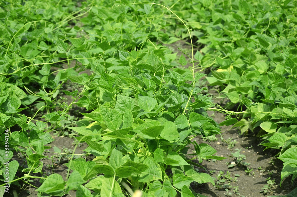 young green beans garden in vegetables garden young green beans garden in vegetables garden