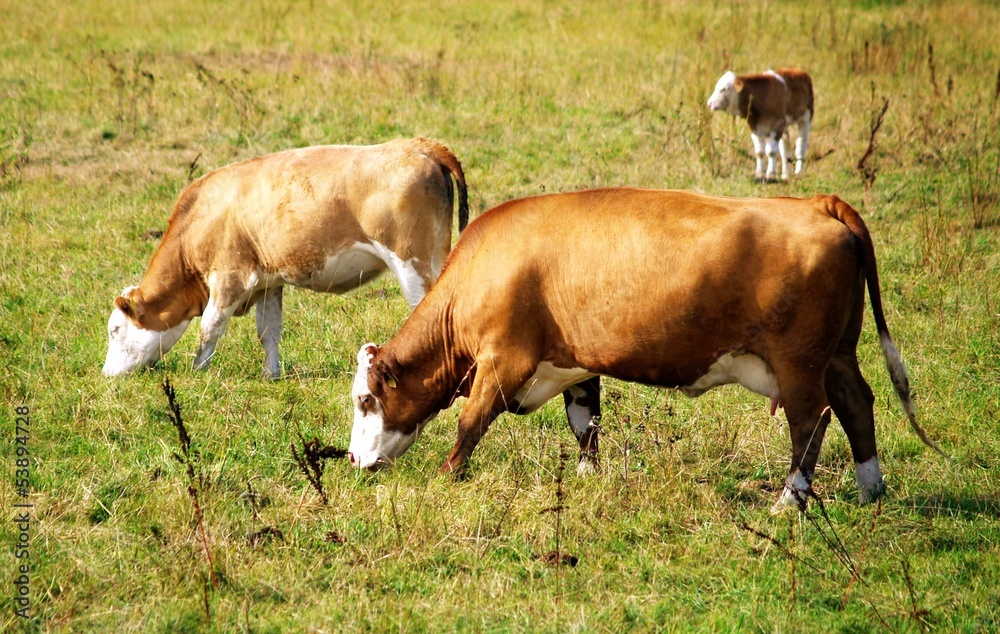 Three cows Three cows