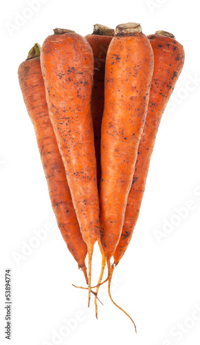 several fresh orange carrots