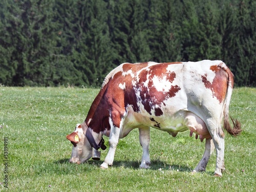 Grazing Cow © Jareso