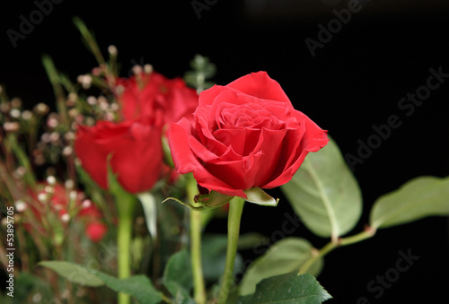 Red Roses on Black Background