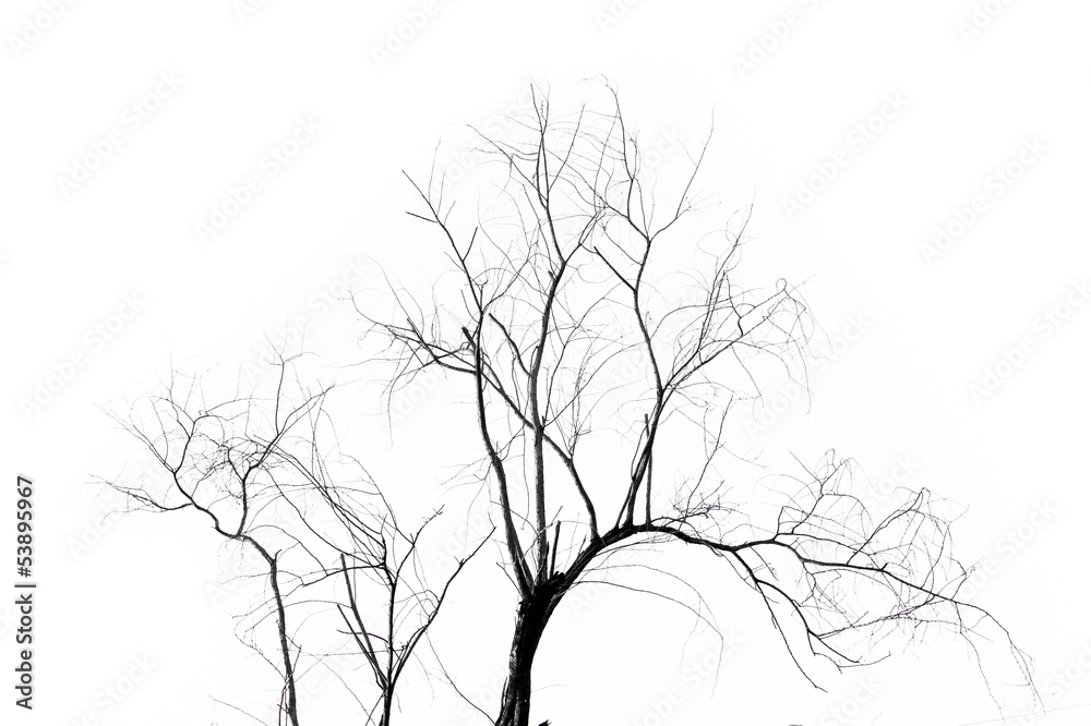 Obraz premium Dead Tree
