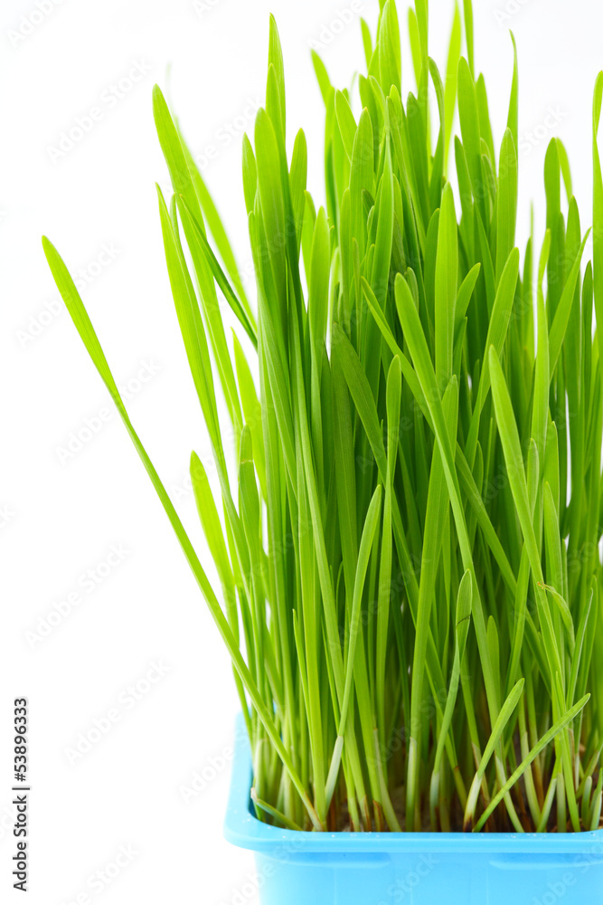 Fototapeta premium Wheatgrass in flowerpot