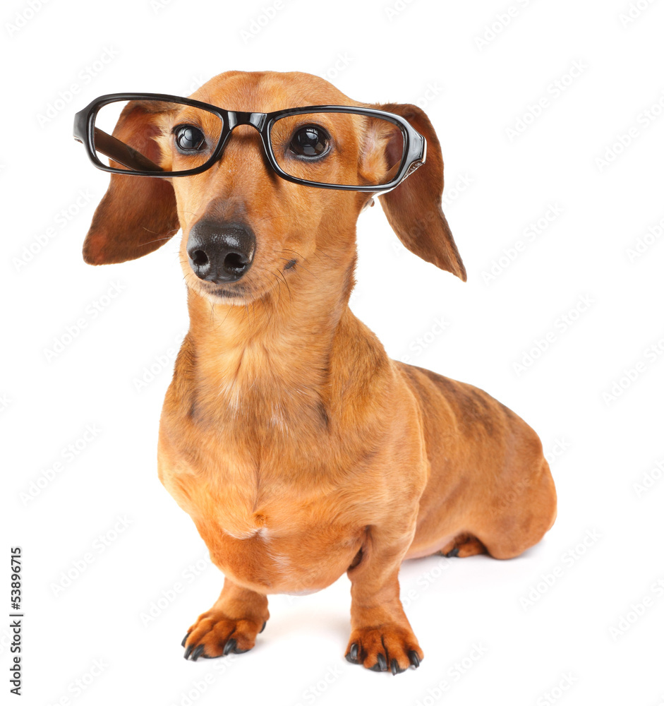 Dachshund dog with glasses