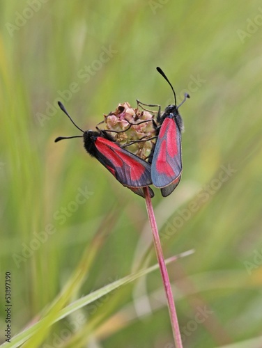 Thymianwidderchen (Zygaena purpuralis) bei der Paarung photo