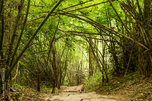 Path in forest chiangmai Thailand