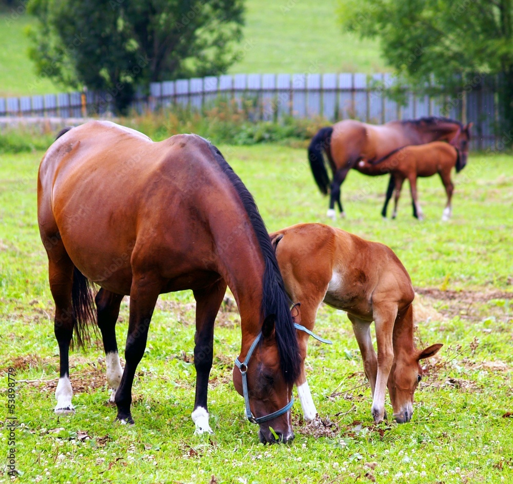 Horses grazing on the field.