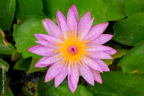 Close up of pink lotus