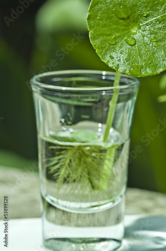 Leaves in a glass cup