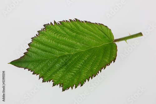 Brombeere, Rubus fructicosa, Blatt photo