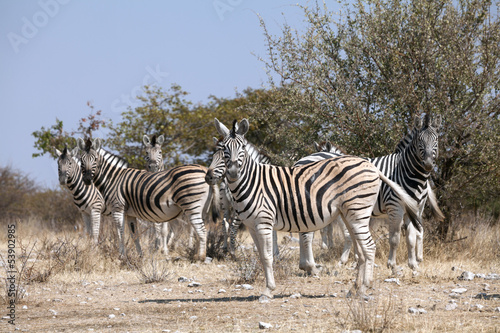group of zebras in the national park of Namibia © angelo lano