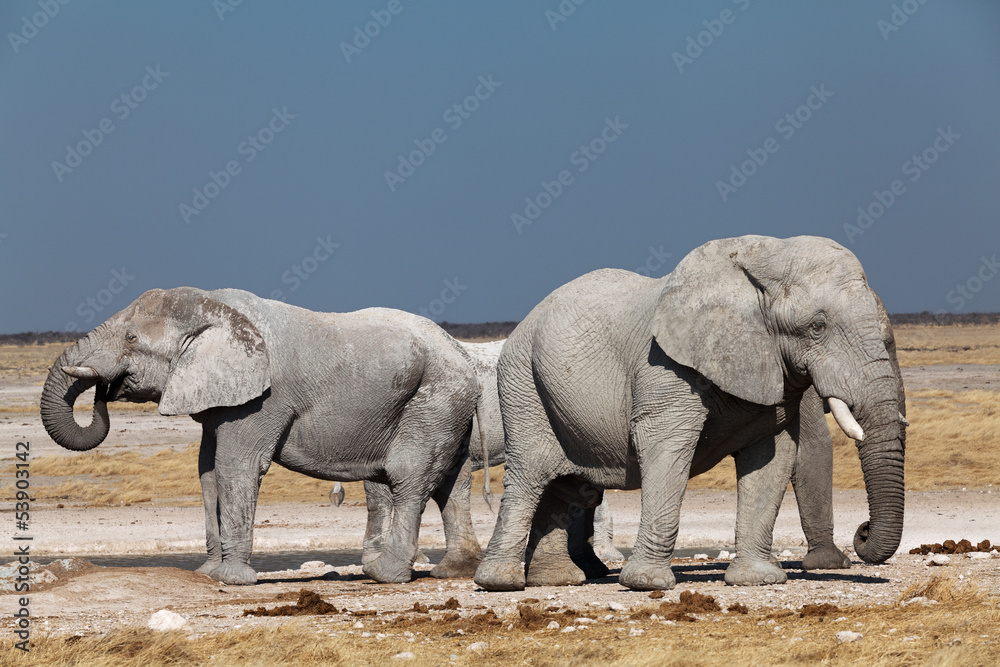 Fototapeta premium group of elephants in the national park of Namibia